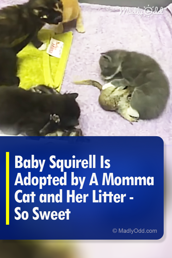 Baby Squirrel Is Adopted by A Momma Cat and Her Litter - So Sweet
