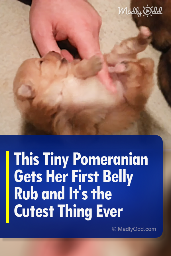 This Tiny Pomeranian Gets Her First Belly Rub and It\'s the Cutest Thing Ever