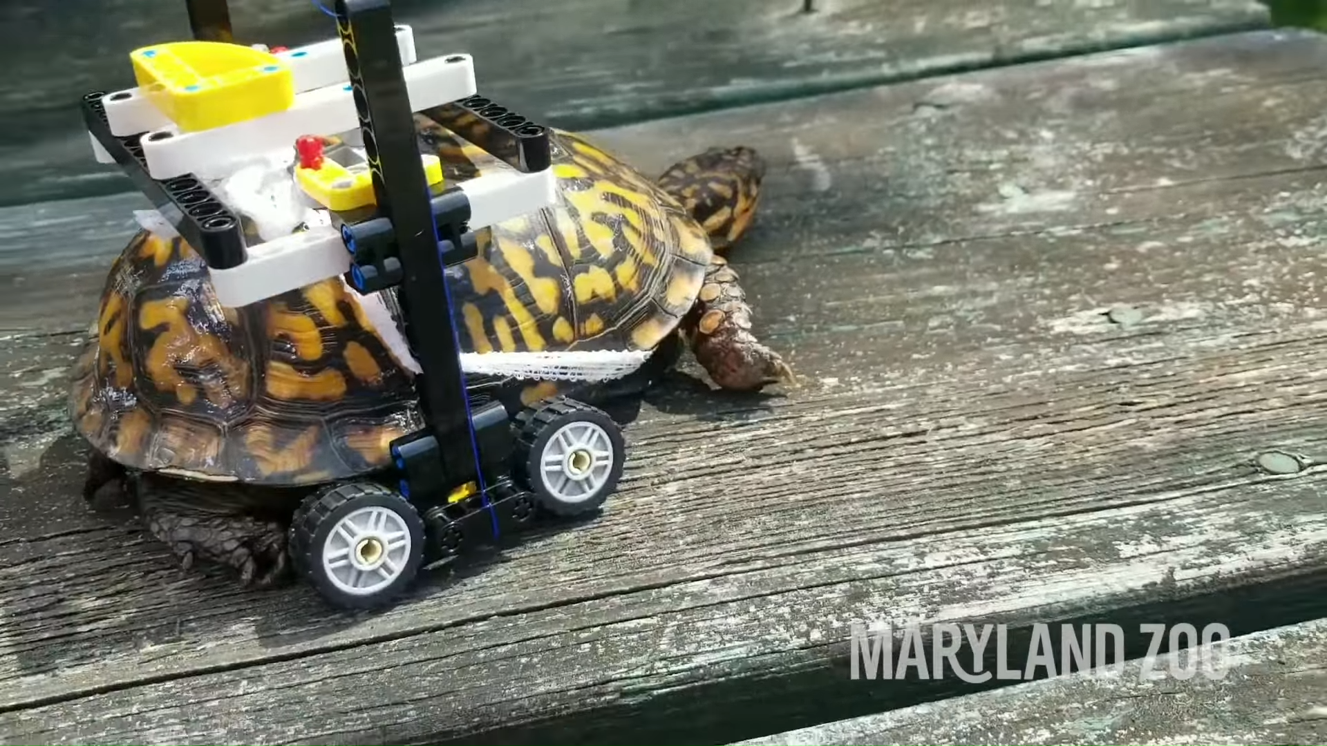 Injured Turtle at The Maryland Zoo Fitted With Customized LEGO® Wheelchair 2-33 screenshot