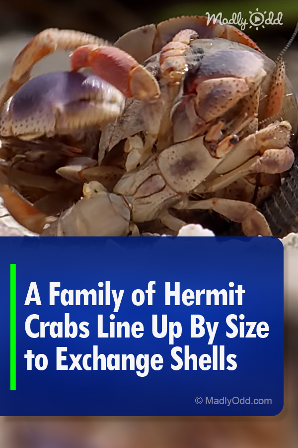 A Family of Hermit Crabs Line Up By Size to Exchange Shells