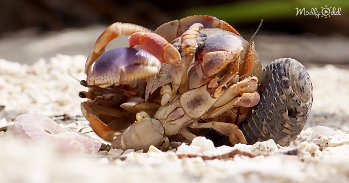 og1 A Family of Hermit Crabs Line Up By Size to Exchange Shells