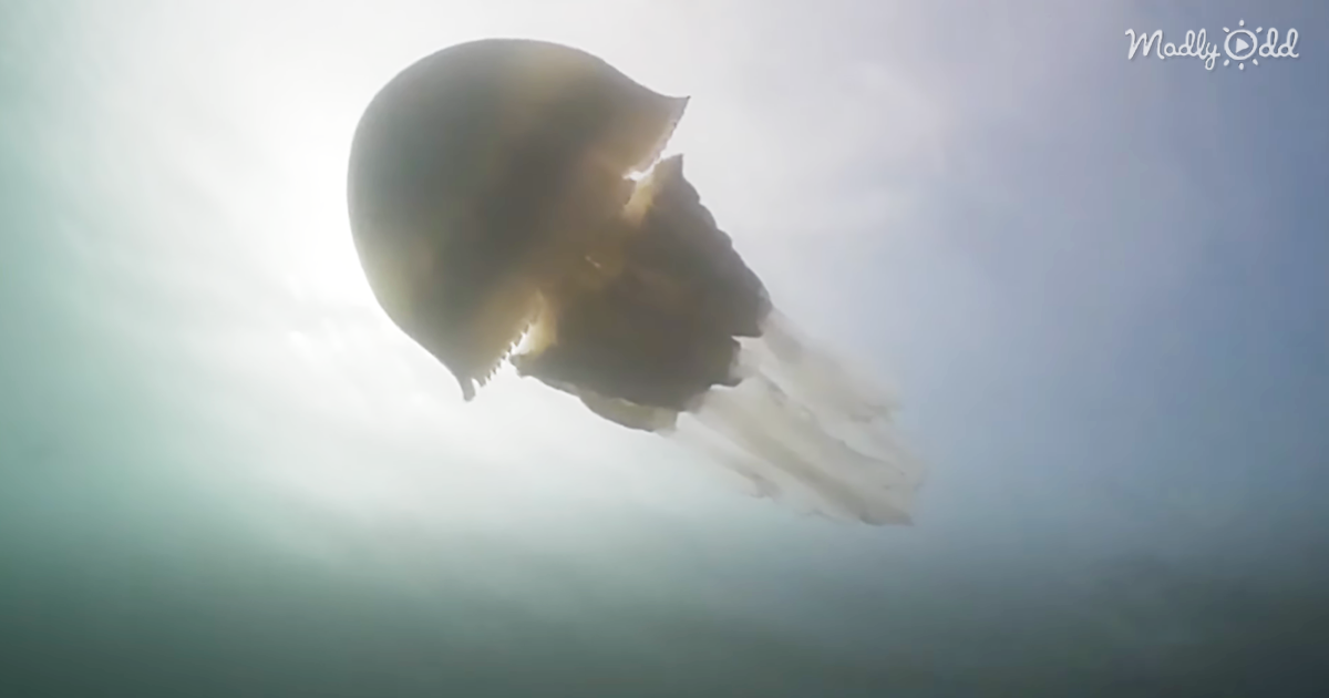 og1 Giant Jellyfish the Size of A Human Spotted by Divers Off English Coast