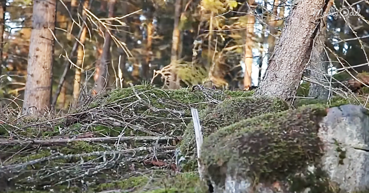 og1 Man Walking in Woods Suddenly Grabs Camera, Records Ground Breathing In Incredibly Creepy Footage
