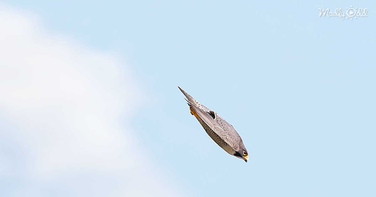 Falcon Flying