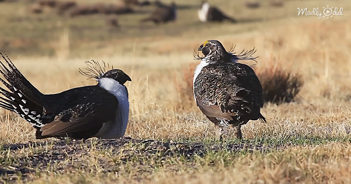 og2 Strutting, Puffing, and Popping Watch The Strange Mating Ritual of The Sage Grouse