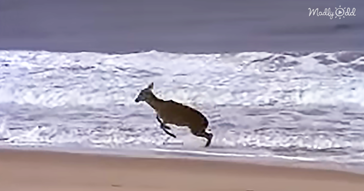 10153-OG1-Deer-Caught-Dancing-and-Prancing-in-The-Ocean-Waves