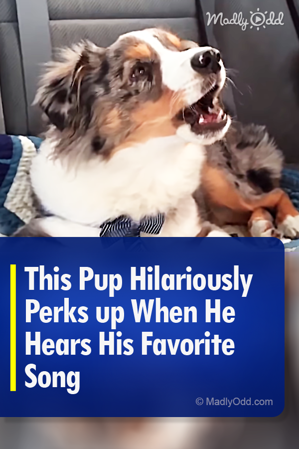 This Pup Hilariously Perks up When He Hears His Favorite Song