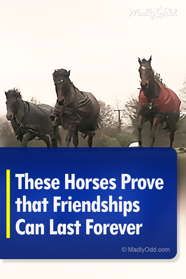 These Horses Prove that Friendships Can Last Forever