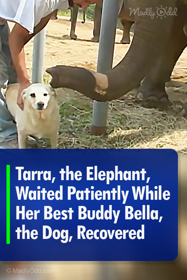 Tarra, the Elephant, Waited Patiently While Her Best Buddy Bella, the Dog, Recovered