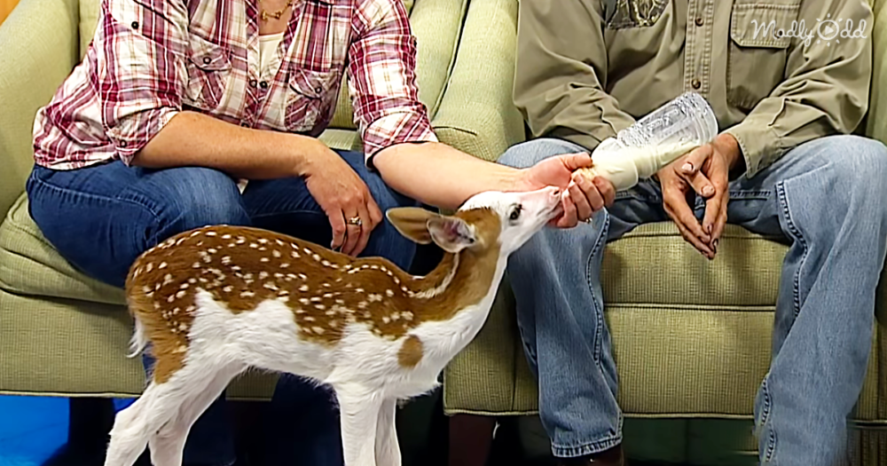 Rare White-faced Fawn Rejected by Mother Gets New Chance at Life