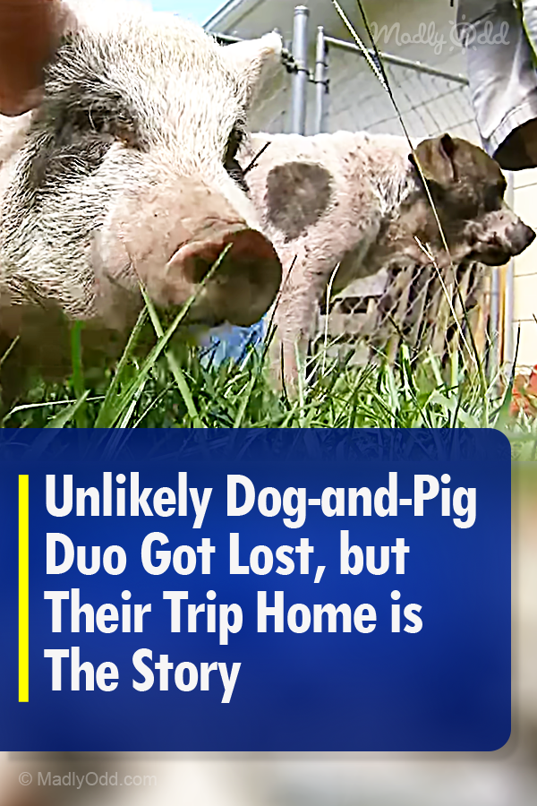 Unlikely Dog-and-Pig Duo Got Lost, but Their Trip Home is The Story