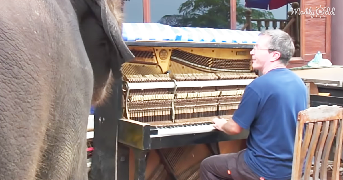 20846-OG3-Paul-Barton-Plays-Salvaged-Piano-with-His-Elephant-Friend