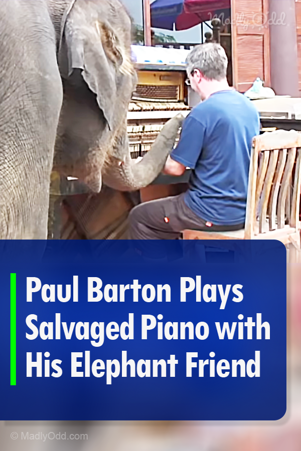 Paul Barton Plays Salvaged Piano with His Elephant Friend