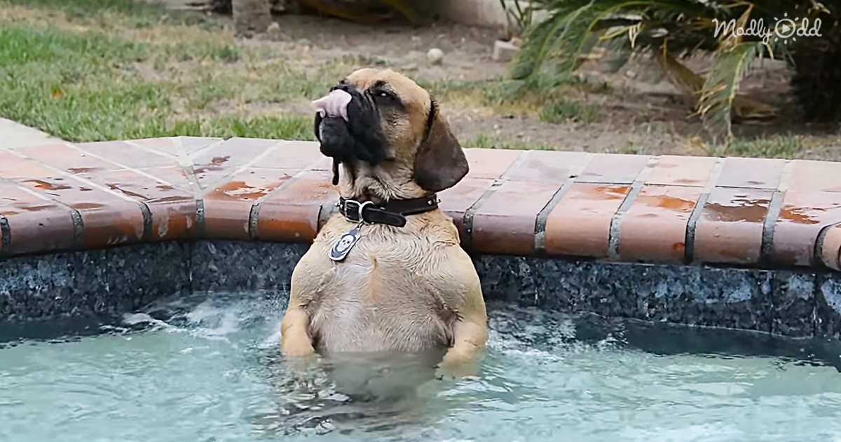 22780-OG1-This-Pooch-Loves-Relaxing-in-The-Hot-Tub-After-a-Long-Day