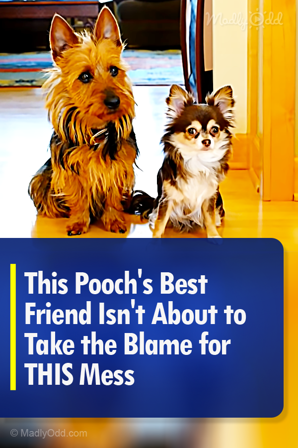 This Pooch\'s Best Friend Isn\'t About to Take the Blame for THIS Mess