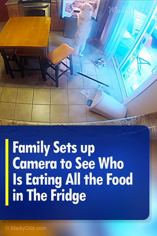 Family Sets up Camera to See Who Is Eating All the Food in The Fridge