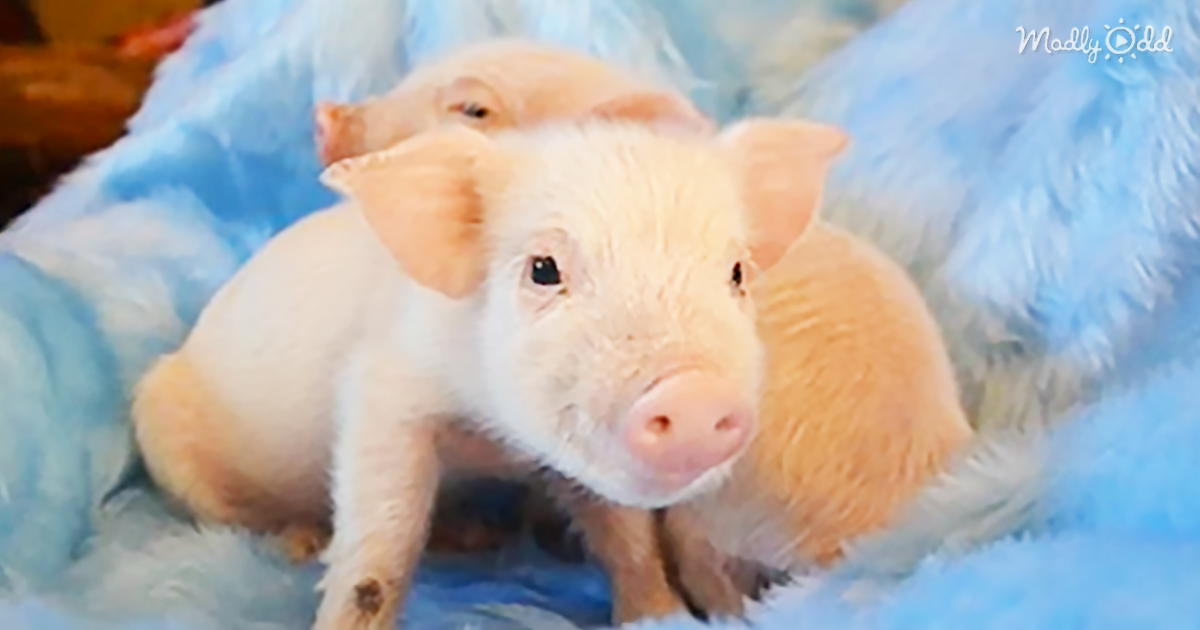 2369-OG2-Blind-Golden-Retriever-Adopts-Rescued-Pig-as-His-Best-Friend