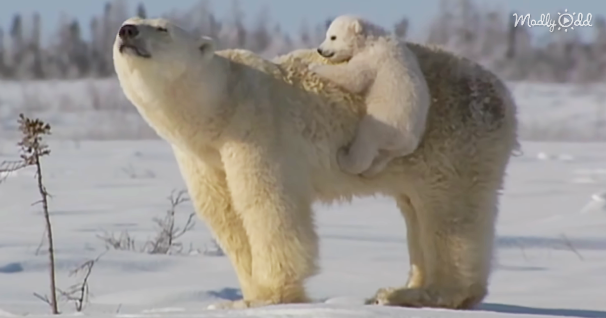 25042-OG1-Precious-Polar-Bear-Cubs-Think-Mom-is-Their-Jungle-Gym