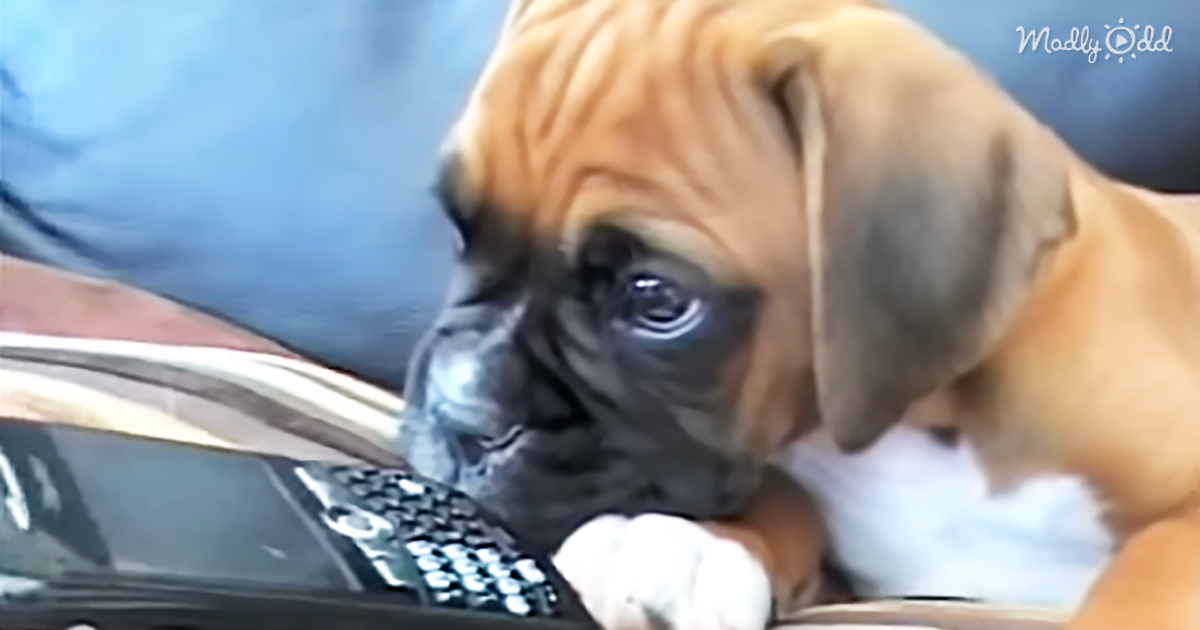26695-OG2-Boxer-Puppy-Is-Delightfully-Confused-by-Mom-on-The-Phone