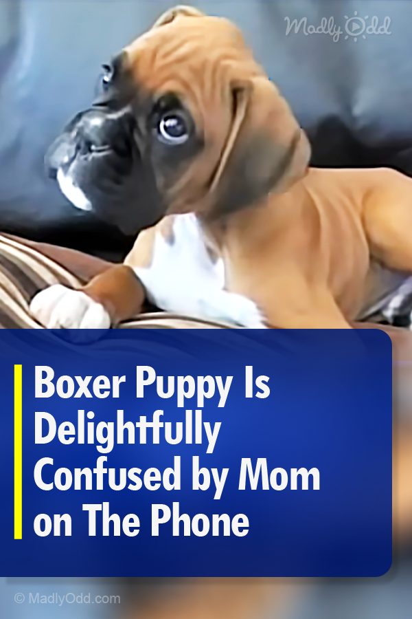Boxer Puppy Is Delightfully Confused by Mom on The Phone