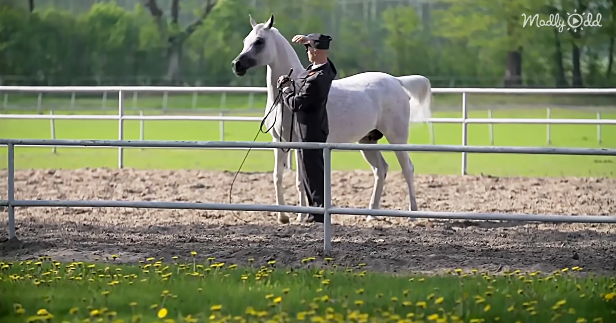 29671-OG2-Magnificent-Champion-Mare-Pepita-Topped-the-Pride-of-Poland-Sale-in-2015