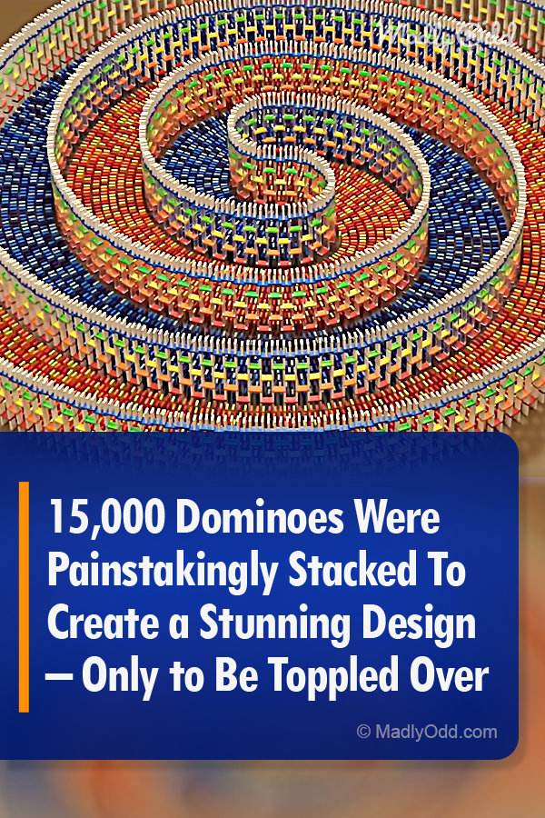 15,000 Dominoes Were Painstakingly Stacked To Create a Stunning Design – Only to Be Toppled Over