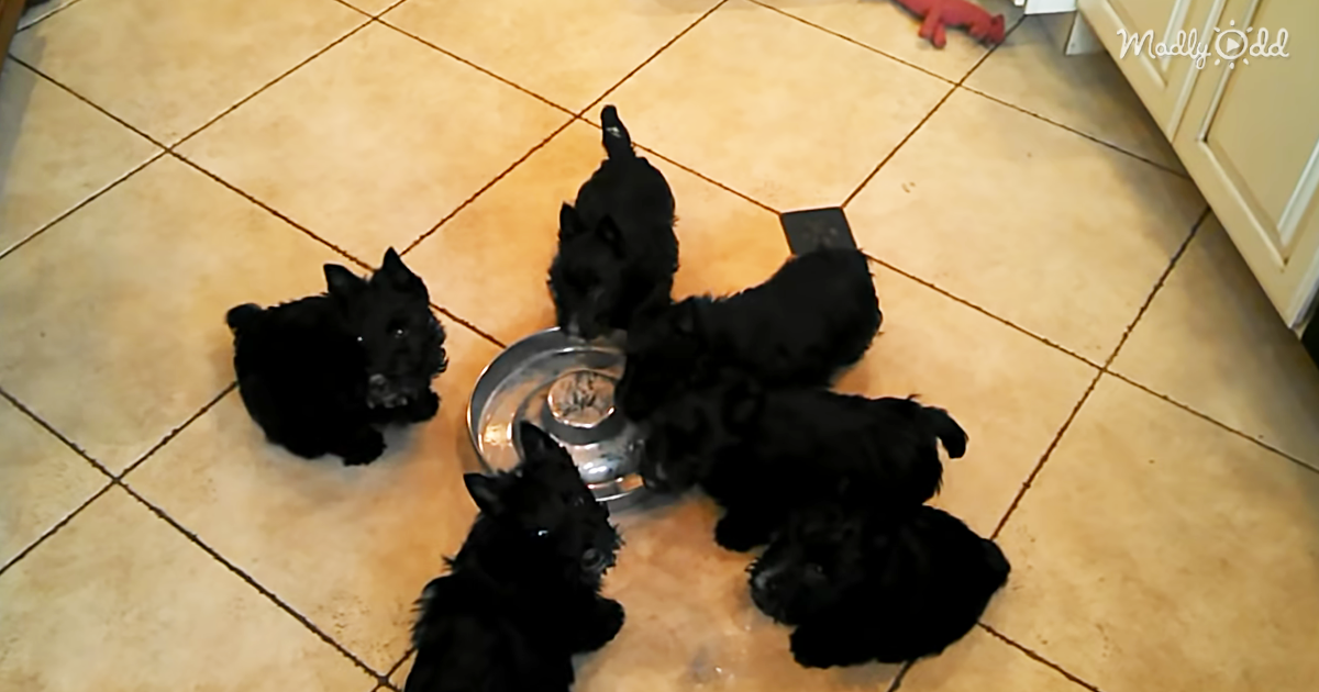 31075-OG3-Dinner-for-These-Pups-Seems-to-Be-Spiraling-Out-of-Control
