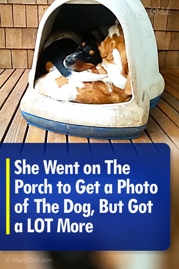 She Went on The Porch to Get a Photo of The Dog, but Got a LOT More
