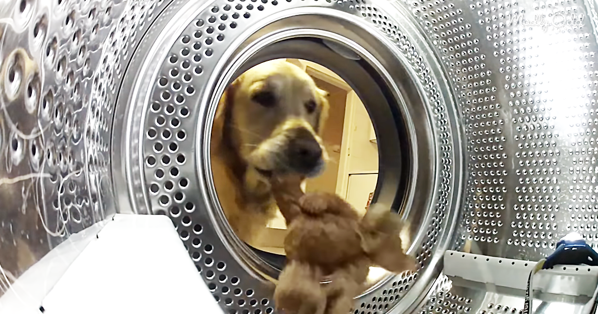 31079-OG2-Retriever-Shows-Her-Skills-when-Mom-Takes-Her-Favorite-Teddy-for-A-Wash