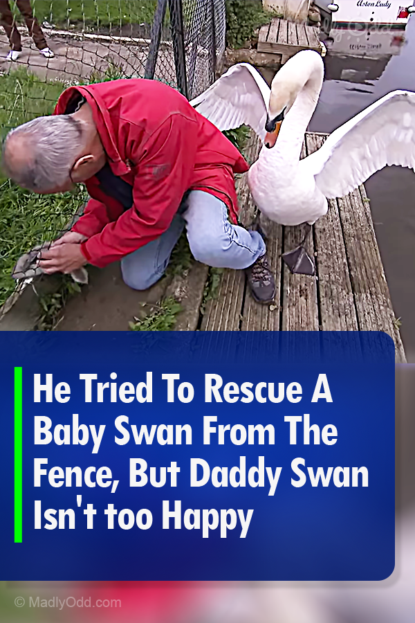 He Tried To Rescue A Baby Swan From The Fence, But Daddy Swan Isn\'t too Happy
