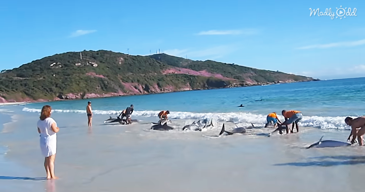 32831-OG2-Heroic-Rescue-of-Beached-Pod-of-Dolphins-Filmed-by-Tourist