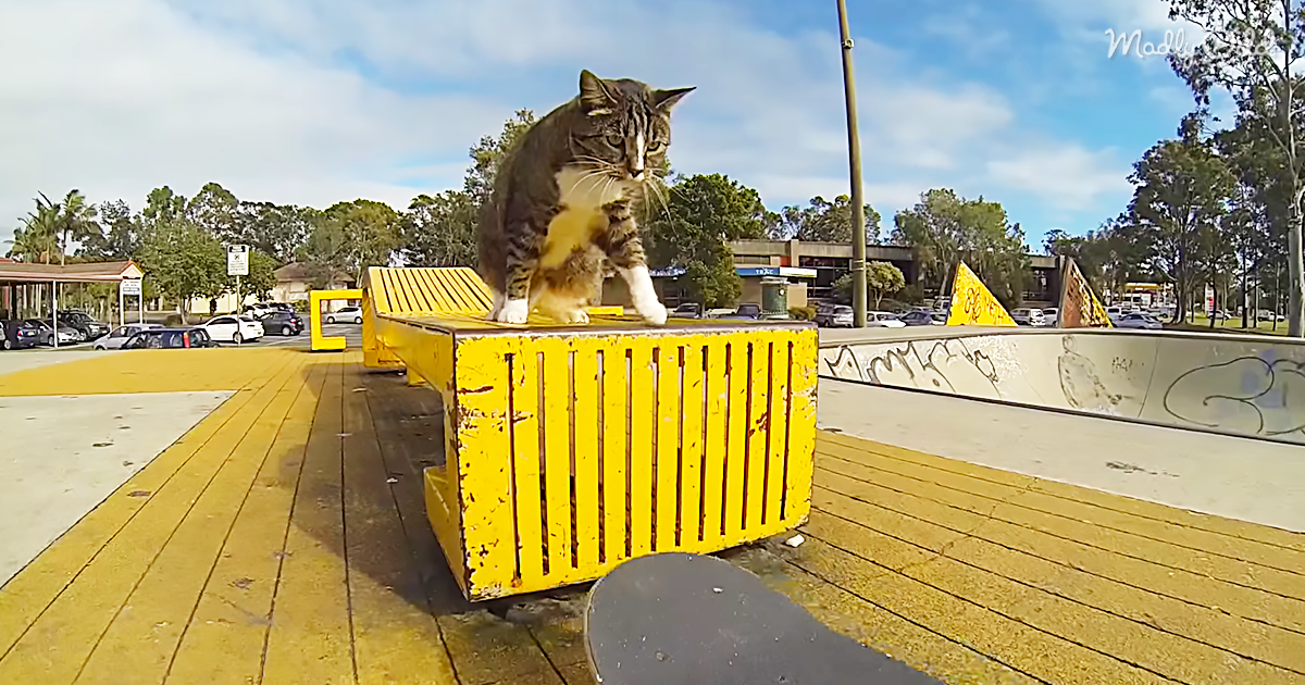 3558-OG2-Australian-Kitty-Likes-to-Drop-In-at-The-Skate-Park