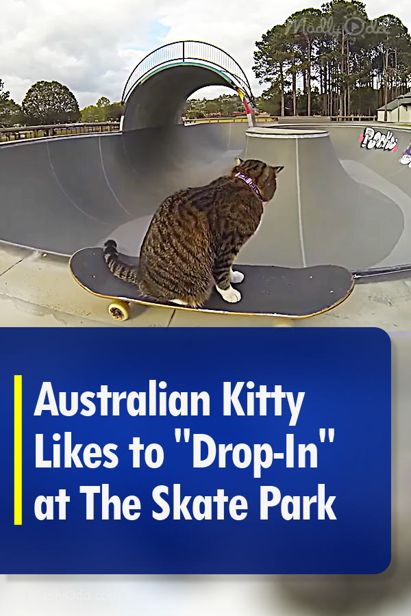 Australian Kitty Likes to \