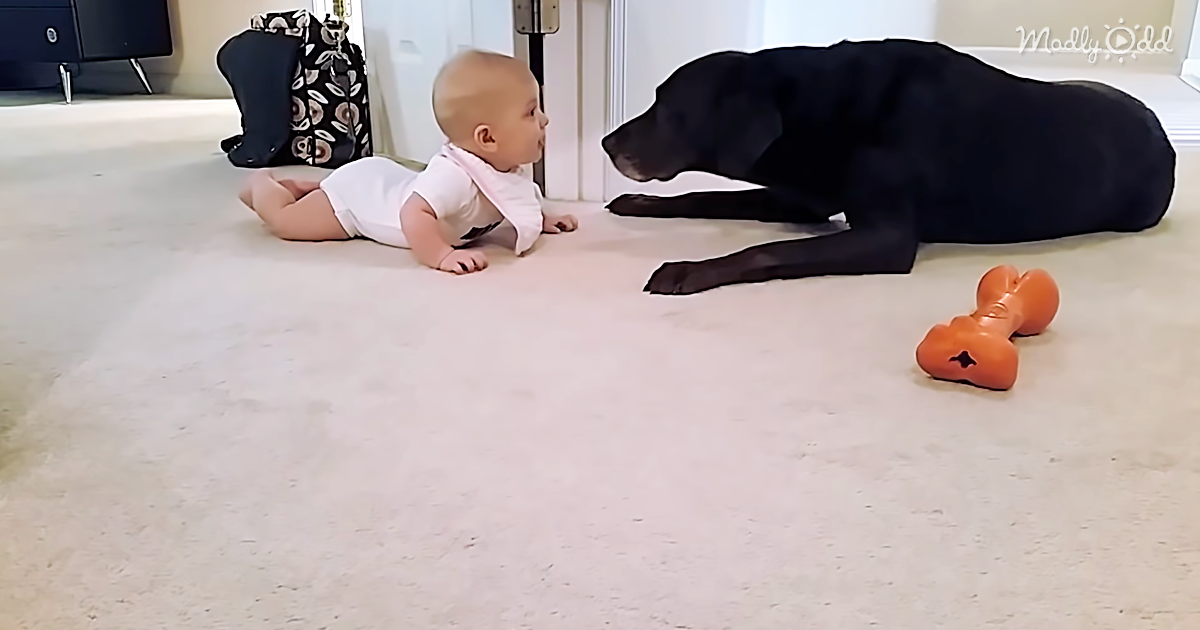 3934-OG3-Chocolate-Lab-Congratulates-Baby-Girl-as-She-Learns-to-Crawl