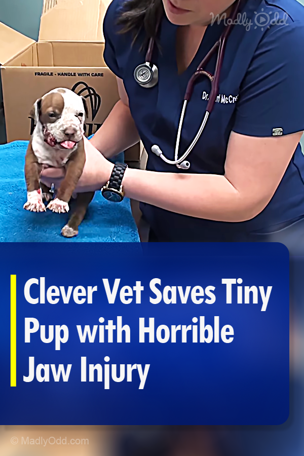 Clever Vet Saves Tiny Pup with Horrible Jaw Injury