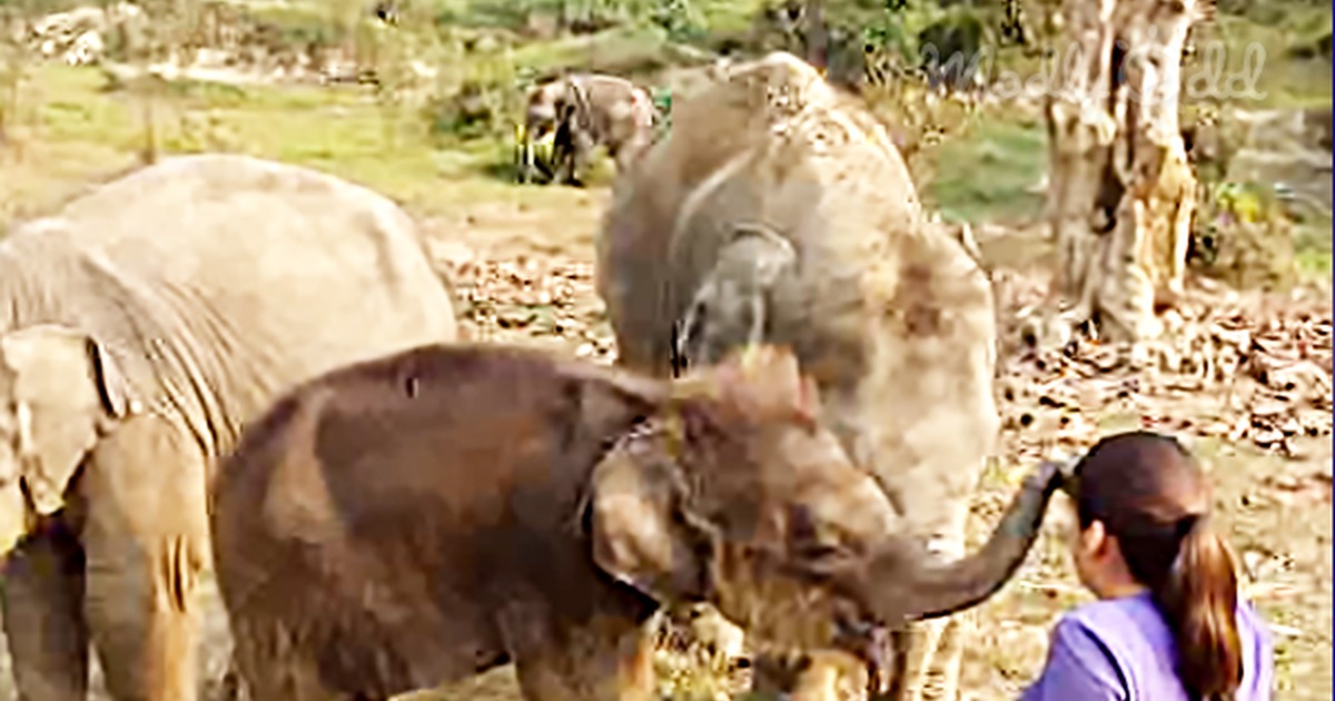 A baby elephant interacts with a lady sitting on the ground, trunk up, in a natural setting.