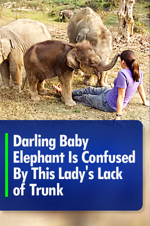Darling Baby Elephant Is Confused By This Lady\'s Lack of Trunk
