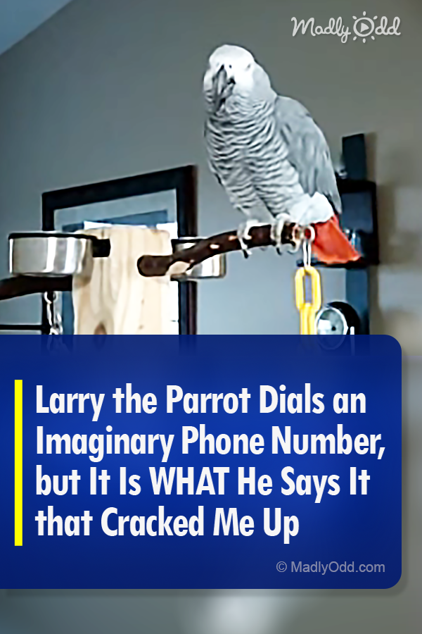 Larry the Parrot Dials an Imaginary Phone Number, but It Is WHAT He Says It that Cracked Me Up