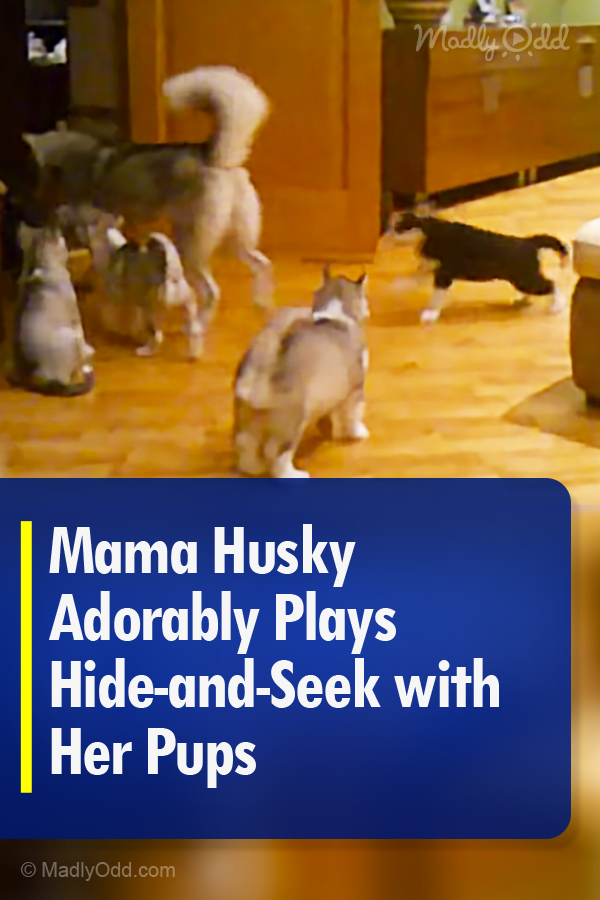 Mama Husky Adorably Plays Hide-and-Seek with Her Pups