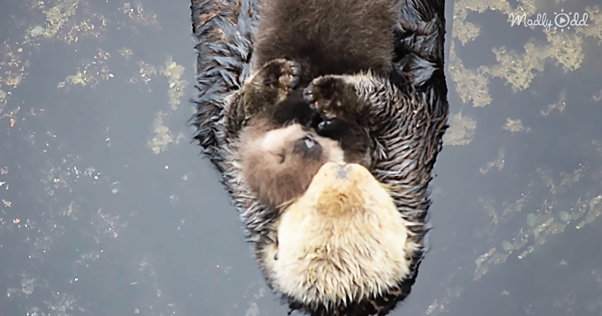 45548-OG2-Baby-Otter-Sleeps-on-Floating-Mom’s-Tummy-is-The-Most-Beautiful-Thing-You’ll-See-Today