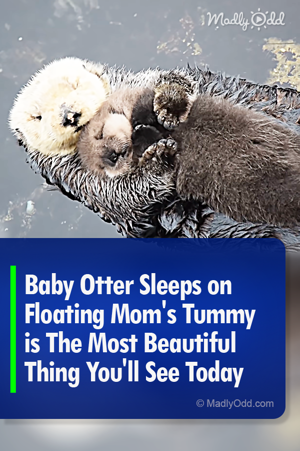 Baby Otter Sleeps on Floating Mom\'s Tummy is The Most Beautiful Thing You\'ll See Today