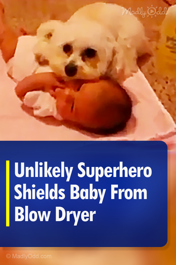 Unlikely Superhero Shields Baby From Blow Dryer