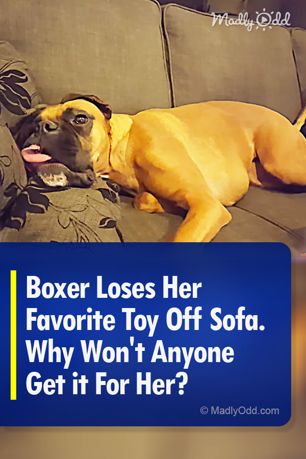 Boxer Loses Her Favorite Toy Off Sofa. Why Won\'t Anyone Get it For Her?