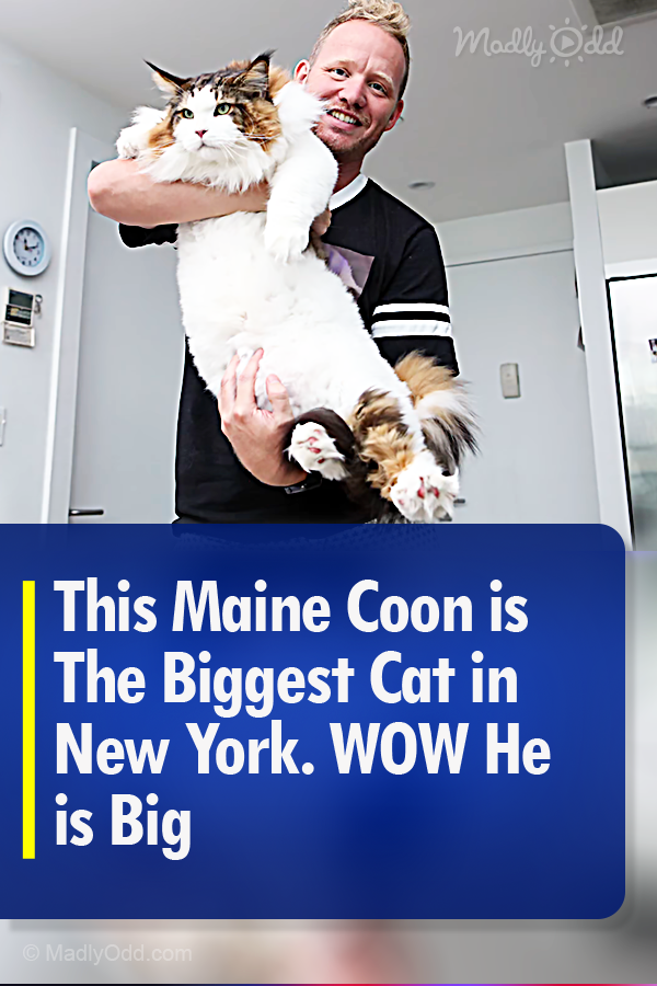 This Maine Coon is The Biggest Cat in New York. WOW He is Big