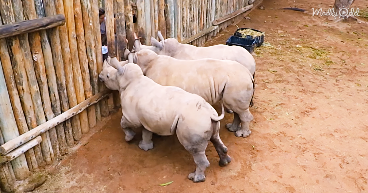 47894-OG1-Trio-Of-Rhino-Babies-Run-Out-Of-Bottled-Milk-and-The-Noises-They-Make-are-Adorable