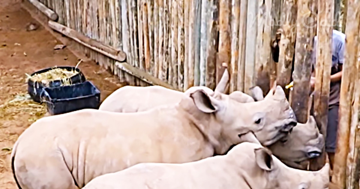 Three baby rhinos stand together, looking curious and adorable, with a caption about their milk and noises.