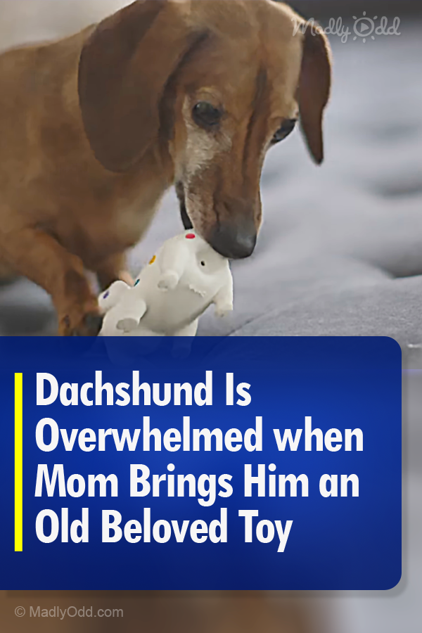 Dachshund Is Overwhelmed when Mom Brings Him an Old Beloved Toy