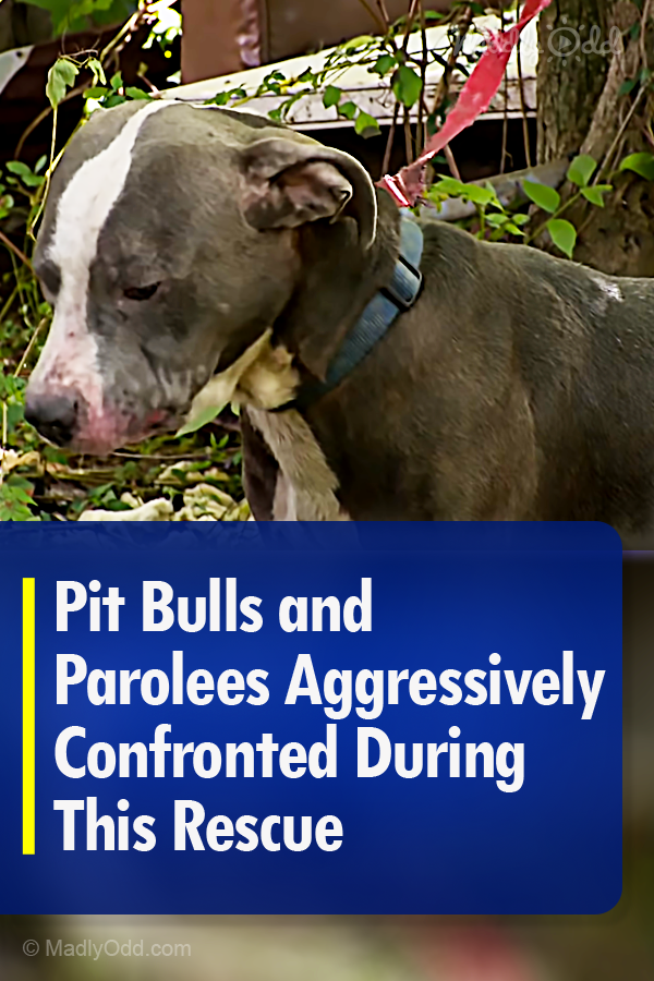 Pit Bulls and Parolees Aggressively Confronted During This Rescue