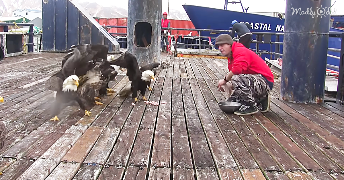 50187-OG2-Alaska-Fisherman-Surrounded-by-Bald-Eagles-in-Dutch-Harbor