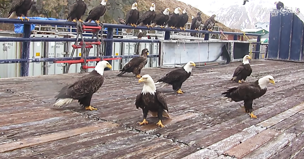 50187-OG3-Alaska-Fisherman-Surrounded-by-Bald-Eagles-in-Dutch-Harbor